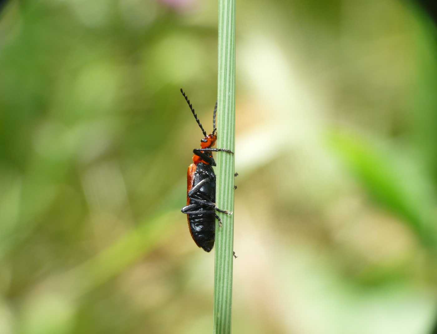 Pyrochroidae